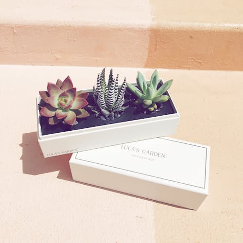 laydown image of Jewel Original Succulent Garden - Small