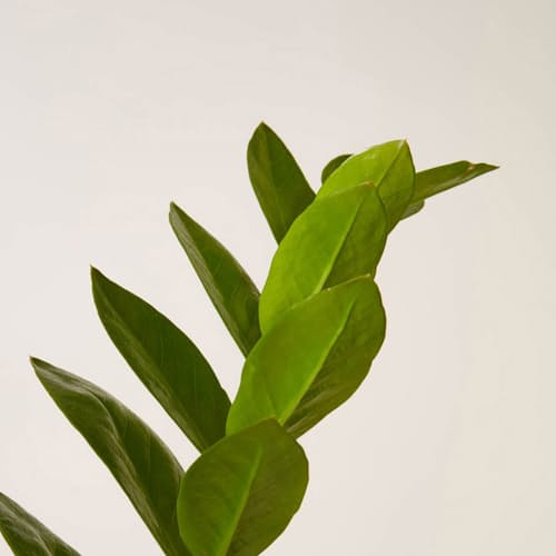 laydown image of ZZ Plant