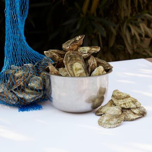 laydown image of Live Oysters - 50 Count