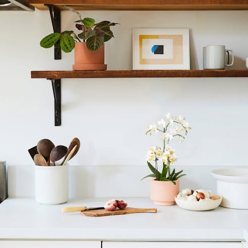 laydown image of White Orchid - Small