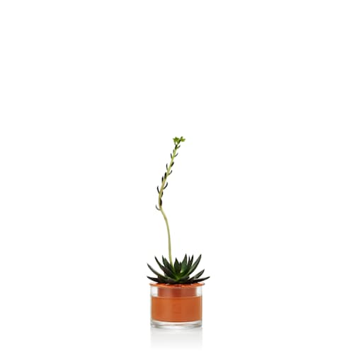 laydown image of X-Small Self Watering Pot