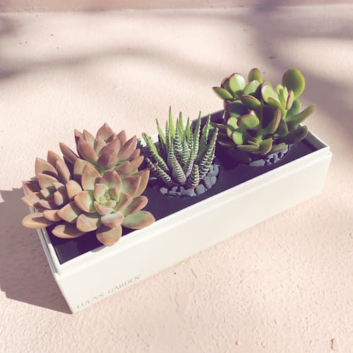 laydown image of Verdant Deluxe Succulent Garden - Large