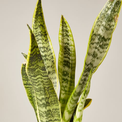 laydown image of Snake Plant Laurentii - Small