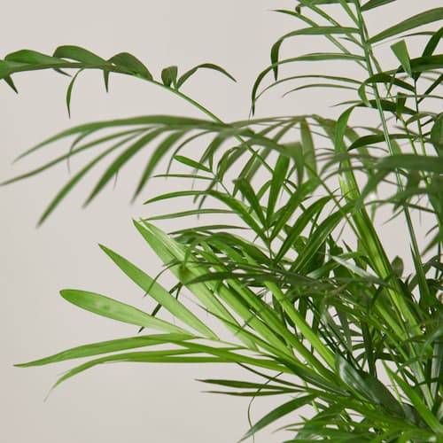 laydown image of Parlor Palm