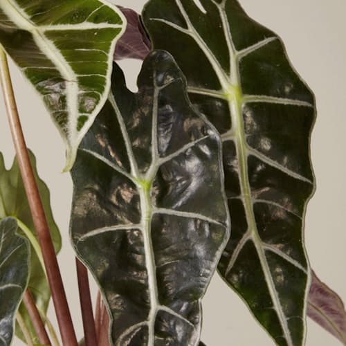 laydown image of Alocasia Polly