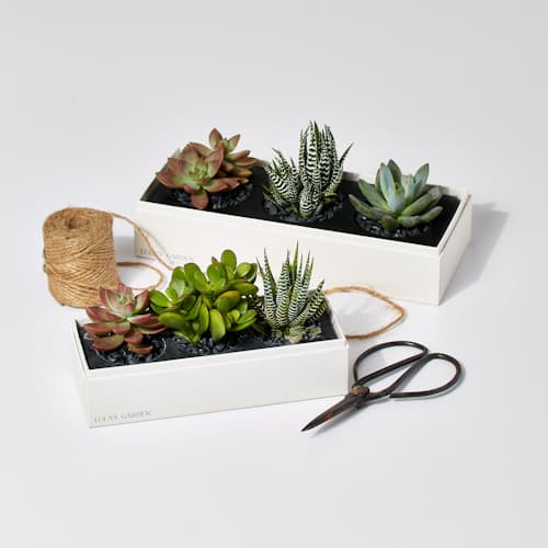 laydown image of Jewel Original Succulent Garden - Small