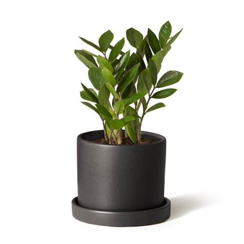 laydown image of ZZ Plant