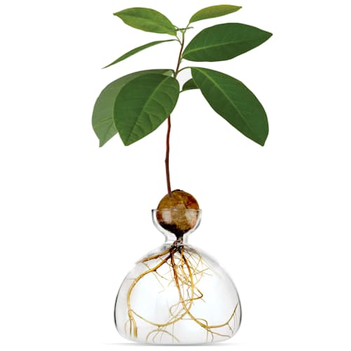 laydown image of Avocado Vase