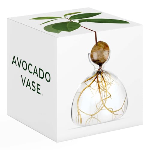 laydown image of Avocado Vase