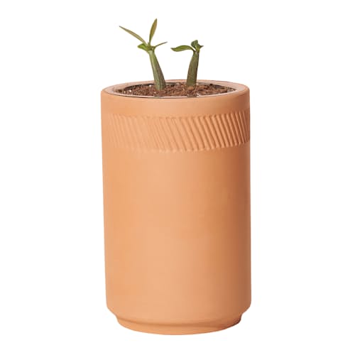 laydown image of Bonsai Grow Kit