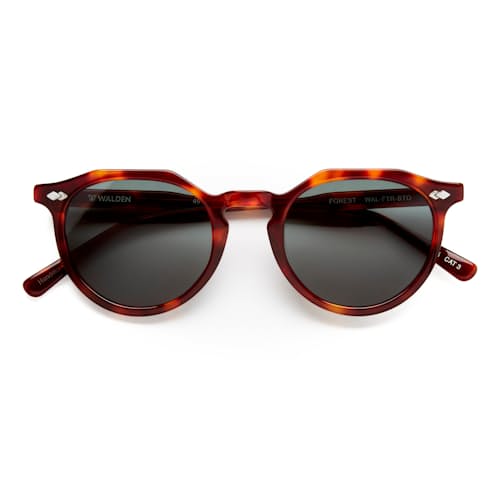laydown image of Forest Sunglasses