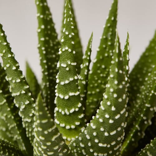laydown image of Succulent Assortment