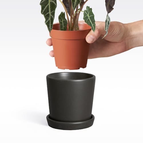 laydown image of Alocasia Polly