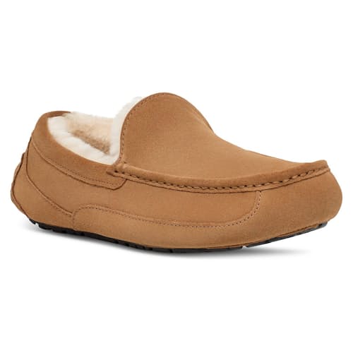 laydown image of Ascot Slipper