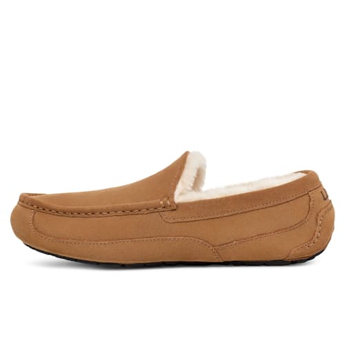 laydown image of Ascot Slipper