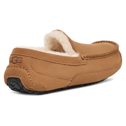 laydown image of Ascot Slipper