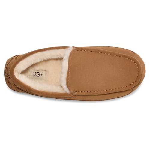 laydown image of Ascot Slipper