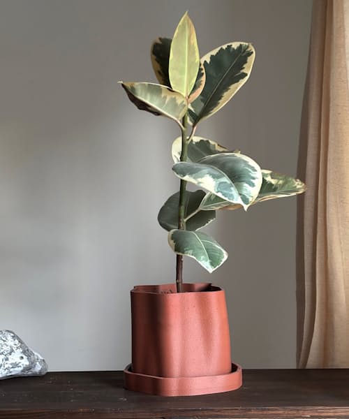 lifestyle image of Amanitas Garden Plant Pot