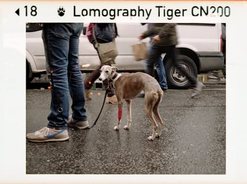lifestyle image of Color Tiger 110 ISO 200