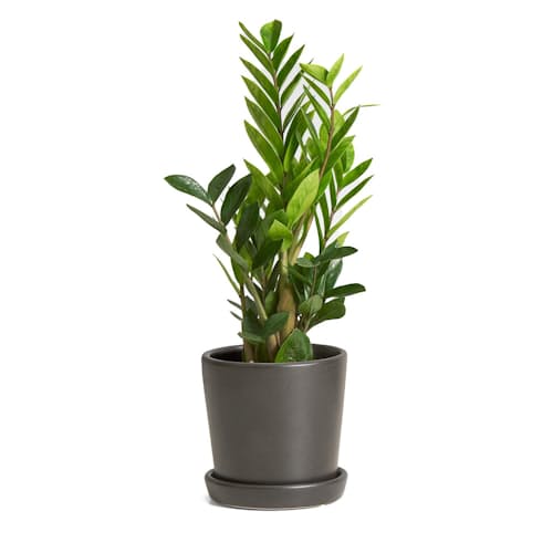 laydown image of ZZ Plant