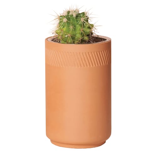 laydown image of Prickly Pear Cactus Grow Kit