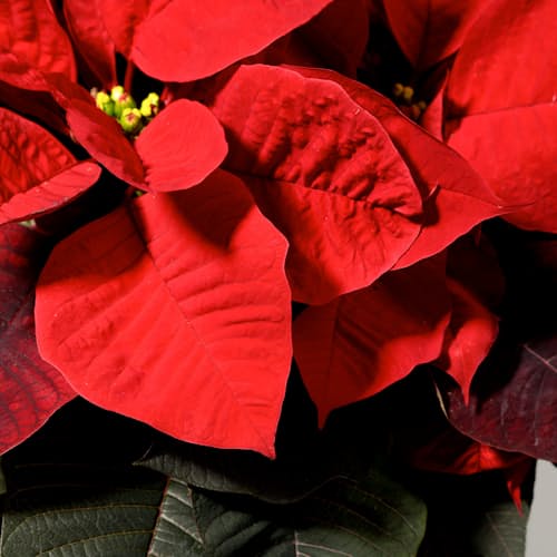 laydown image of Poinsettia