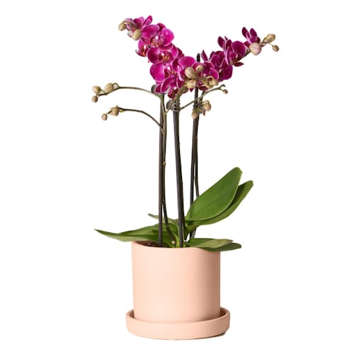 laydown image of Petite Purple Orchid - X- Small