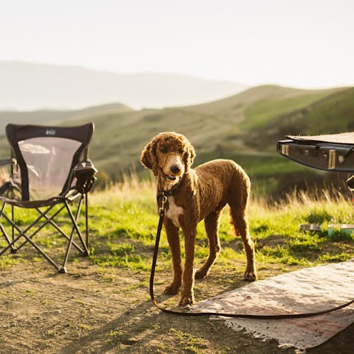 laydown image of Classic Leather Dog Leash