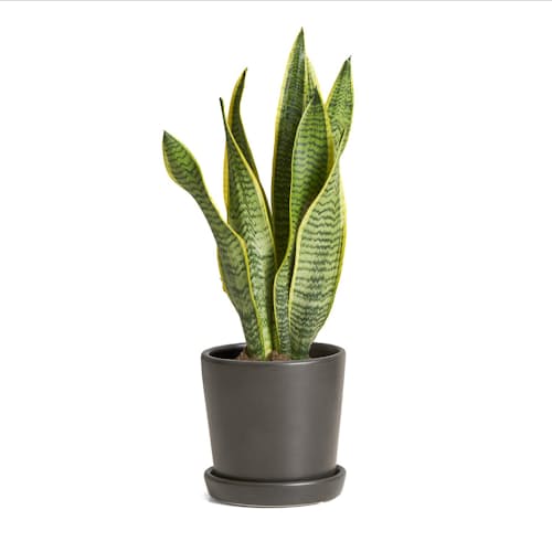 laydown image of Snake Plant: Laurentii