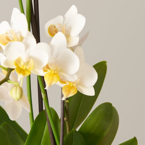 laydown image of White Orchid - Small
