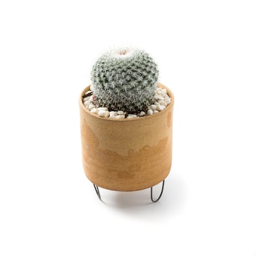 laydown image of Needlegrass Planter