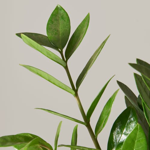 laydown image of ZZ Plant
