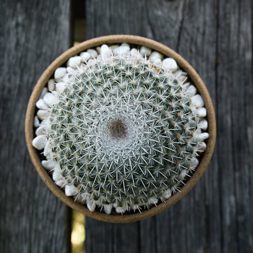 laydown image of Needlegrass Planter