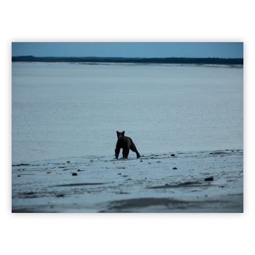 laydown image of “Midnight Bear” Signed Print - 1 of 5