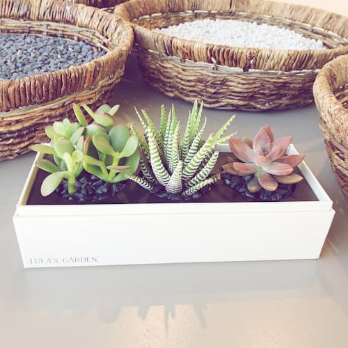 laydown image of Jewel Original Succulent Garden - Small