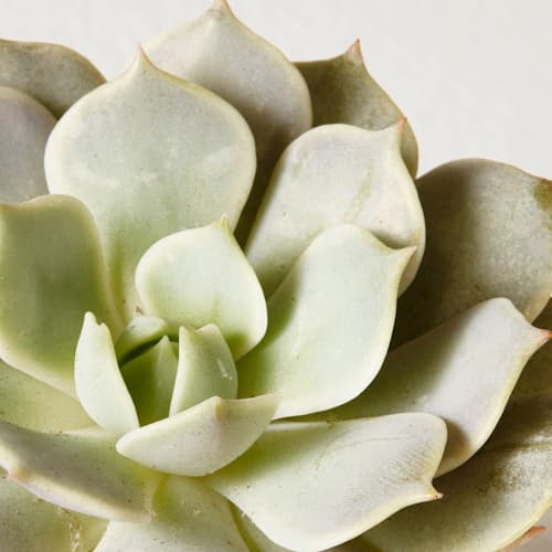 laydown image of Succulent Assortment