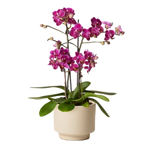 laydown image of Purple Orchid - Small