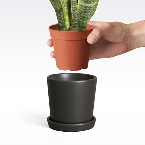 laydown image of Snake Plant: Laurentii