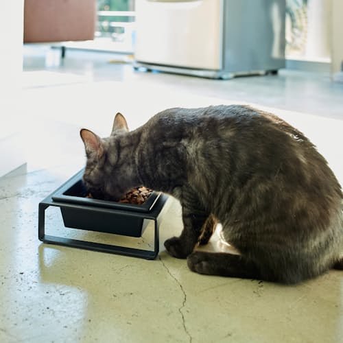 lifestyle image of Pet Bowls with Stand