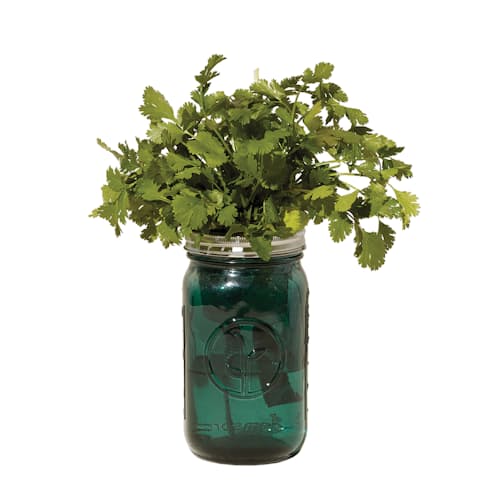 laydown image of Organic Herb Garden Jar Set