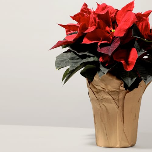 laydown image of Poinsettia