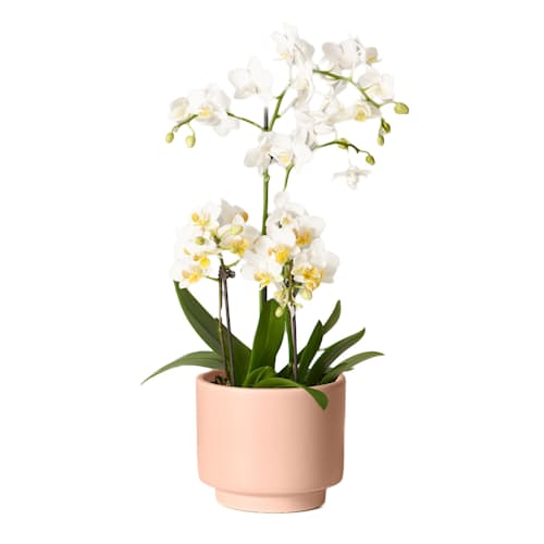 laydown image of White Orchid - Small