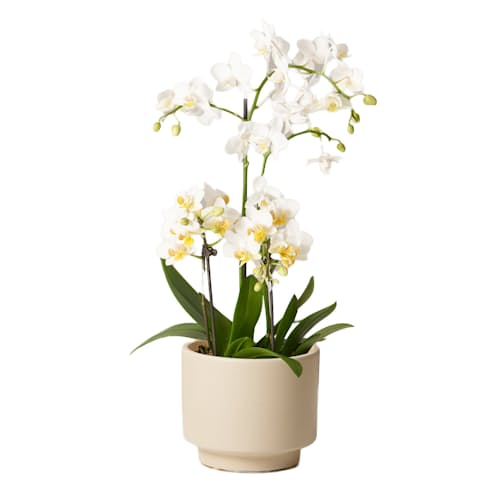 laydown image of White Orchid - Small