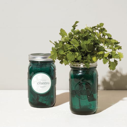 laydown image of Organic Herb Garden Jar Set