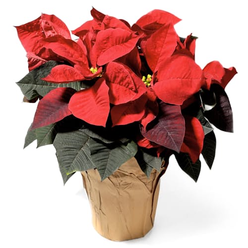 laydown image of Poinsettia