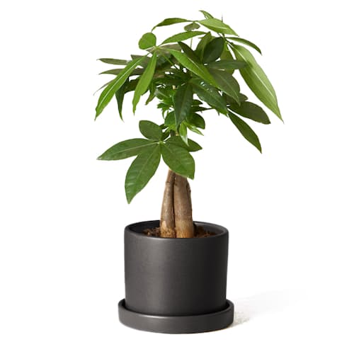 laydown image of Money Tree