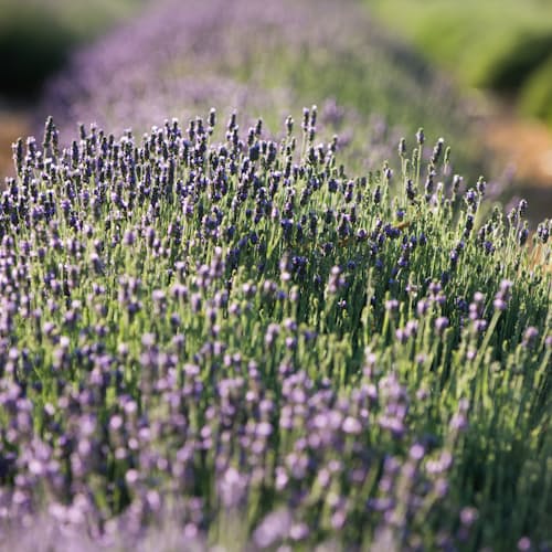 laydown image of Lavender Salve