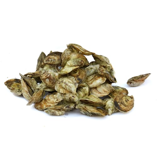laydown image of Live Oysters - 50 Count