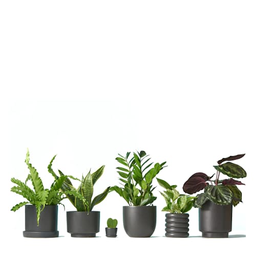 laydown image of Money Tree