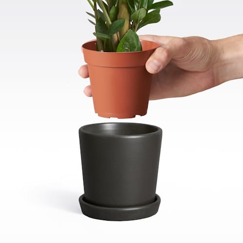 laydown image of ZZ Plant